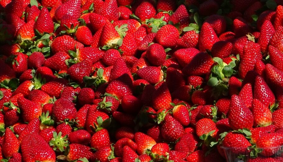Φράουλες © Eurokinissi