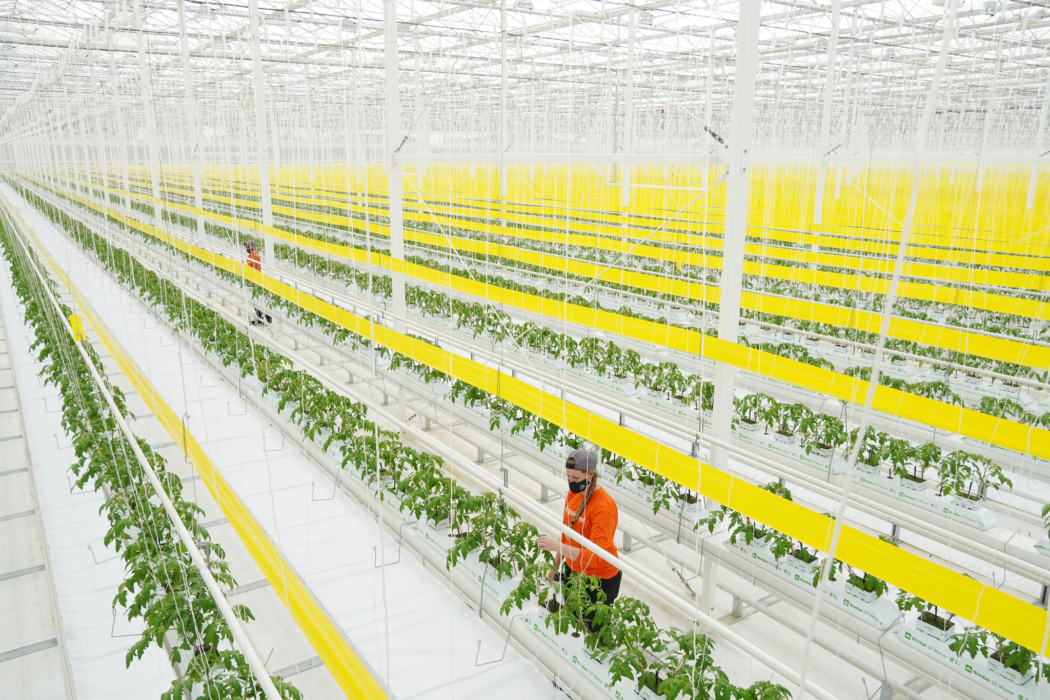 Το πρώτο υδροπονικό θερμοκήπιο παραγωγής τομάτας, κόστους 150 εκατ. δολαρίων, που εκτείνεται σε έκταση 600 στρεμμάτων © facebook.com/AppHarvest