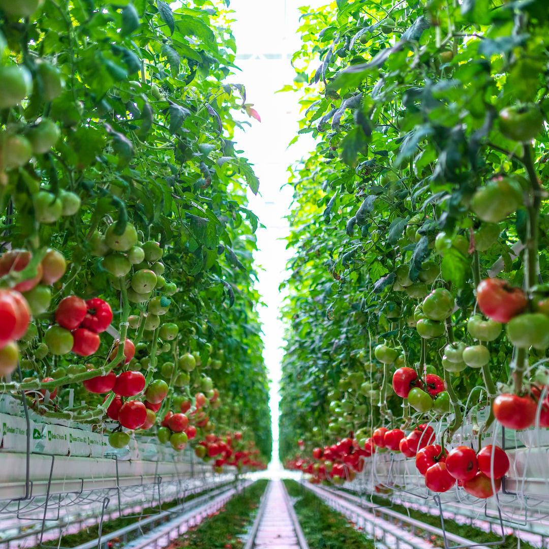 Το πρώτο υδροπονικό θερμοκήπιο παραγωγής τομάτας, κόστους 150 εκατ. δολαρίων, που εκτείνεται σε έκταση 600 στρεμμάτων © facebook.com/AppHarvest