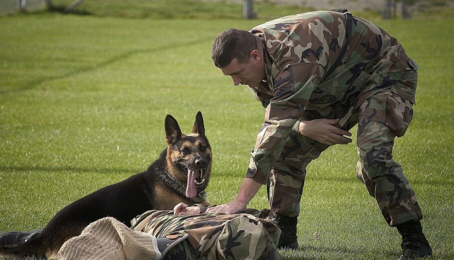 Σκύλος στρατού