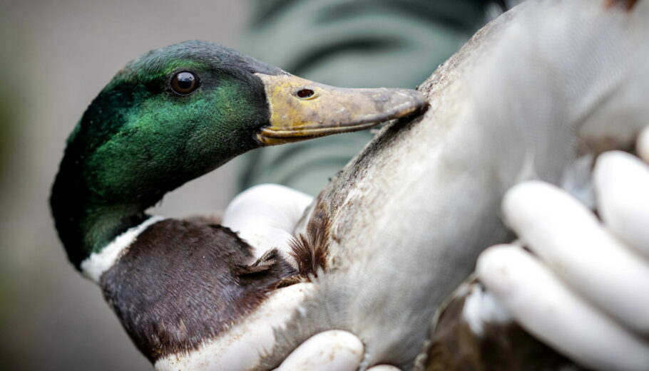 Γρίπη των πτηνών © EPA/Sander Koning