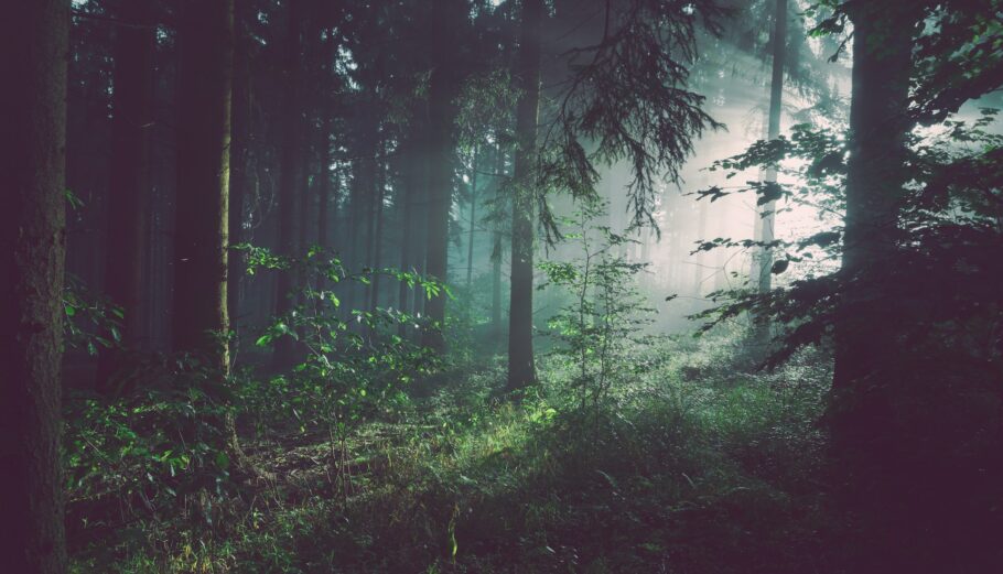 Δάσος © Unsplash
