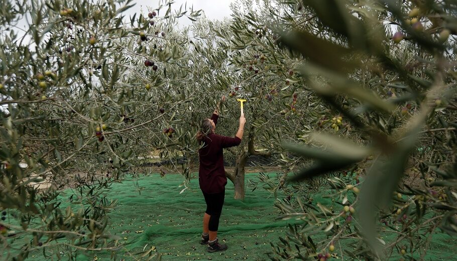 Aγρότης συλλέγει ελιές για την παραγωγή ελαιολάδου@EPA/Guillaume Horcajuelo