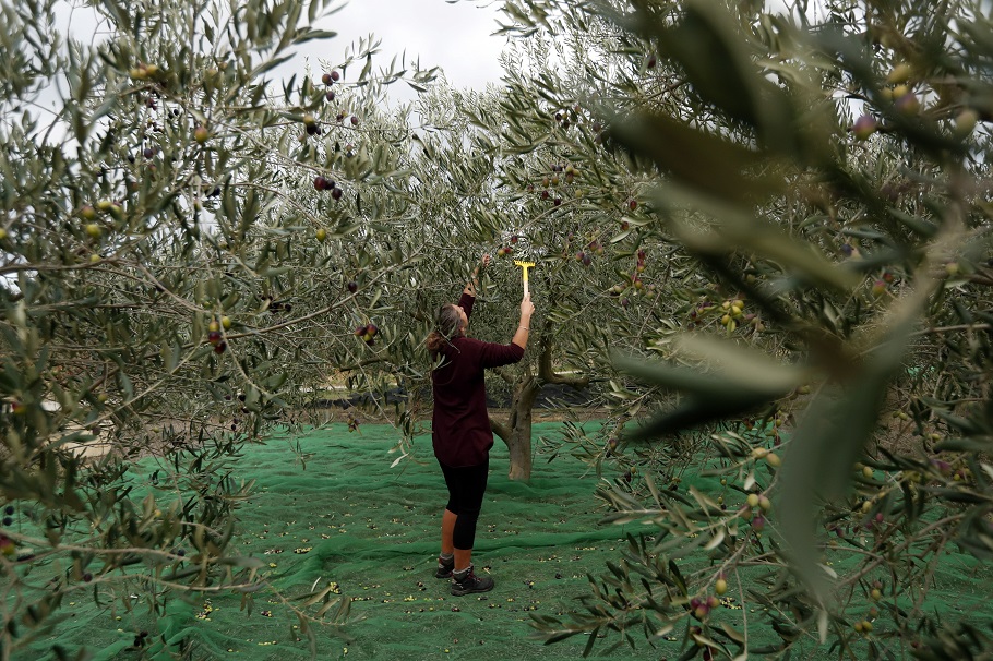 Πράσινη ΠΟΠ Ελιά Χαλκιδικής: Από την ακαρπία στην μικροκαρπία