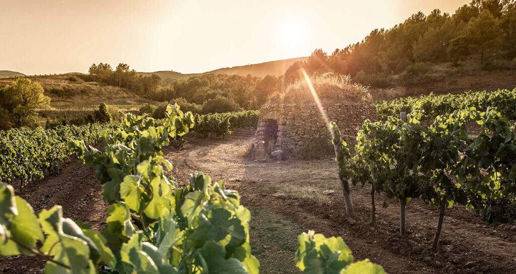 Freixenet: Απολύει 80% των εργαζομένων λόγω της ισπανικής ξηρασίας