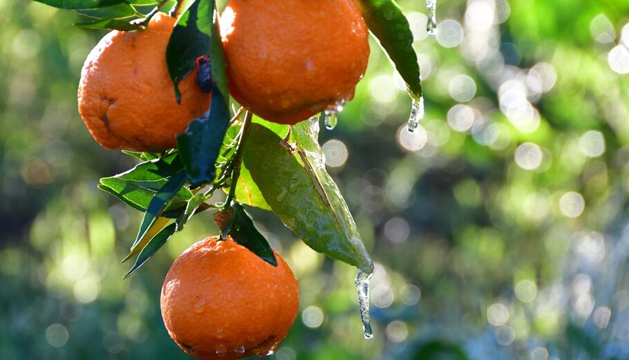 Πορτοκάλια © ΑΠΕ-ΜΠΕ/ΜΠΟΥΓΙΩΤΗΣ ΕΥΑΓΓΕΛΟΣ