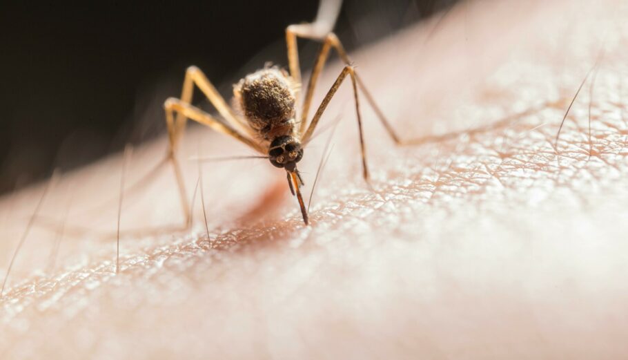 Ο δάγκειος πυρετός μεταδίδεται από το τσίμπημα ενός κουνουπιού Aedes © Pexels