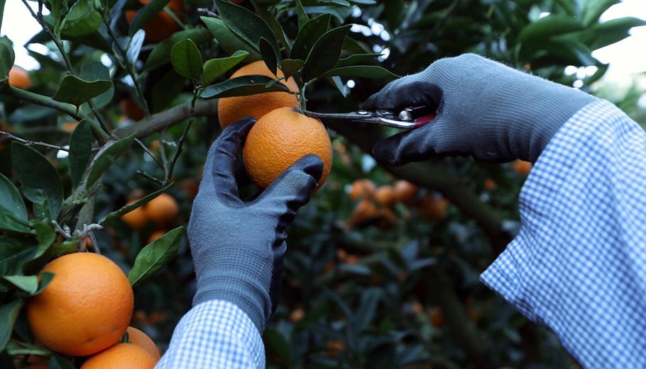 Πορτοκάλια © EPA/MOHAMED MESSARA