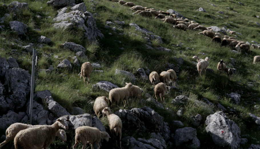 Αιγοπρόβατα © Eurokinissi