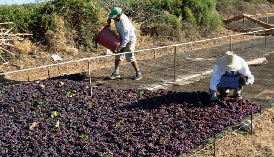 Το άπλωμα της κορινθιακής σταφίδας ΑΠΕ-ΜΠΕ:Νικήτας Κώτσιαρης:ΝΙΚΗΤΑΣ ΚΩΤΣΙΑΡΗΣ