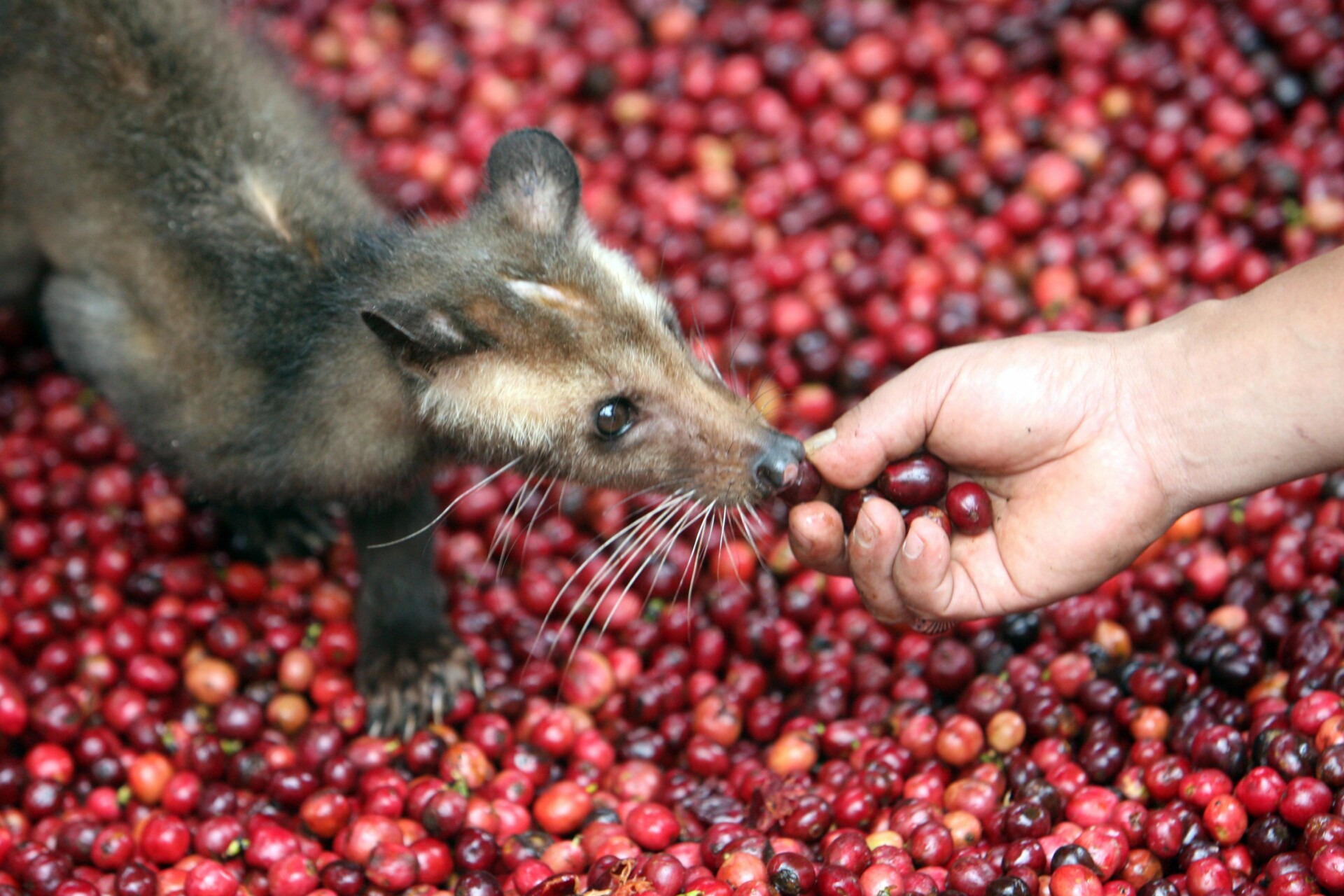 Αγρότης δίνει κεράσια καφέ στο ζώο Civet, που παράγει τον Kopi Luwak © EPA/BAGUS INDAHONO